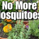 5 Plants that Naturally Repel Mosquitoes (and still look Beautiful)