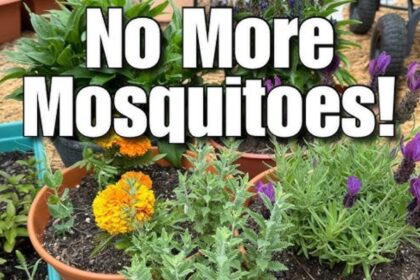 5 Plants that Naturally Repel Mosquitoes (and still look Beautiful)
