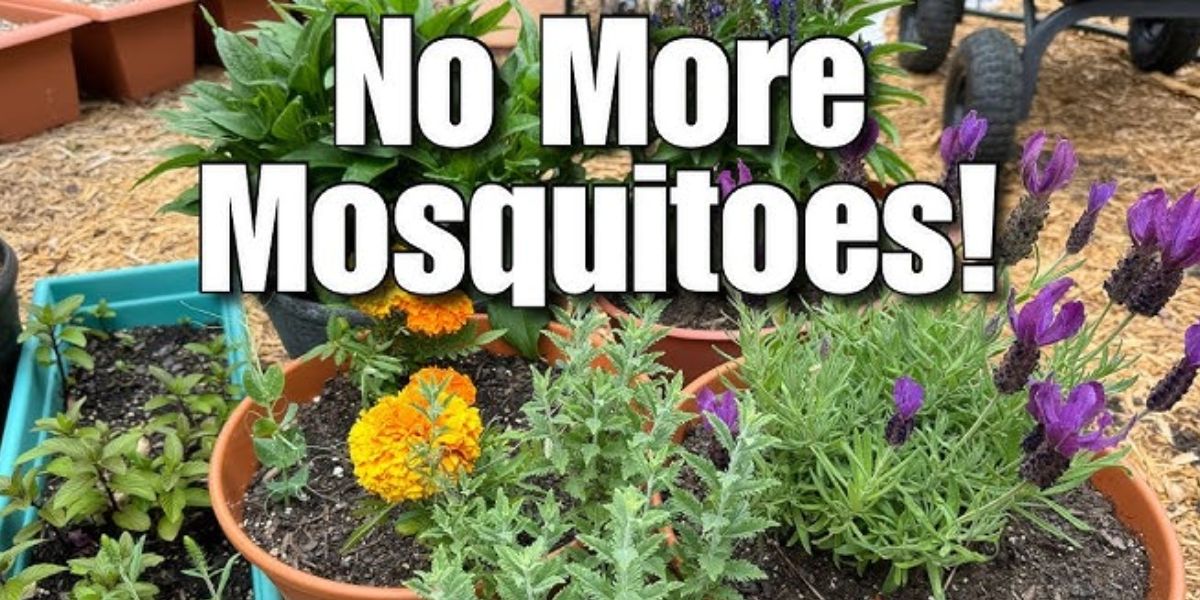 5 Plants that Naturally Repel Mosquitoes (and still look Beautiful)