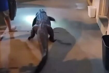 Alligator Spotted Outside Virginia Motel; Police Escort Owner and Reptile