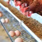 Arizona Reports Fourth Poultry Farm with Bird Flu in Maricopa County
