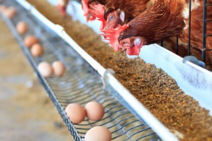 Arizona Reports Fourth Poultry Farm with Bird Flu in Maricopa County