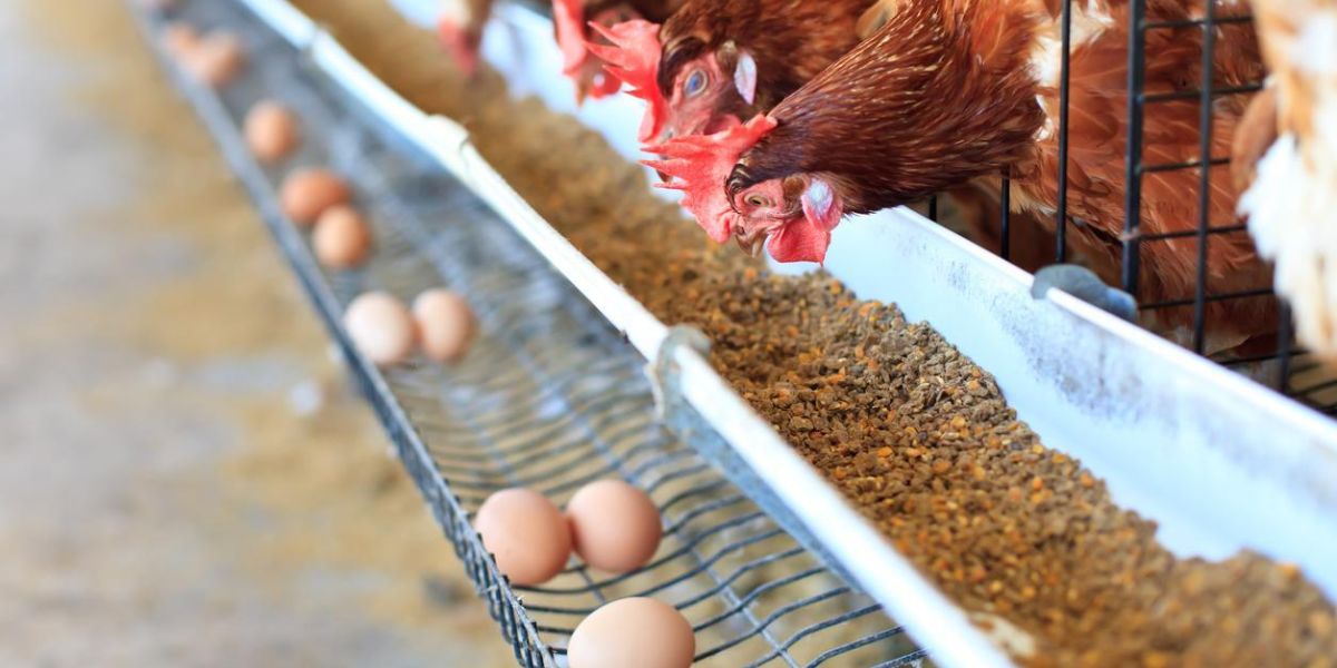 Arizona Reports Fourth Poultry Farm with Bird Flu in Maricopa County