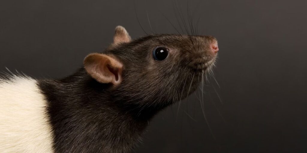Boise Teacher sues school district over years-long mouse infestation in classroom (2)