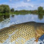 Carp surge disrupts Utah lake ecosystem, Triggers $1,000 Fishing Bounty to curb spike