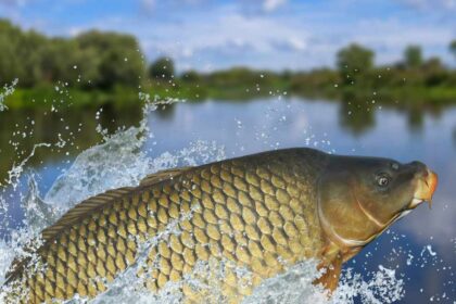 Carp surge disrupts Utah lake ecosystem, Triggers $1,000 Fishing Bounty to curb spike