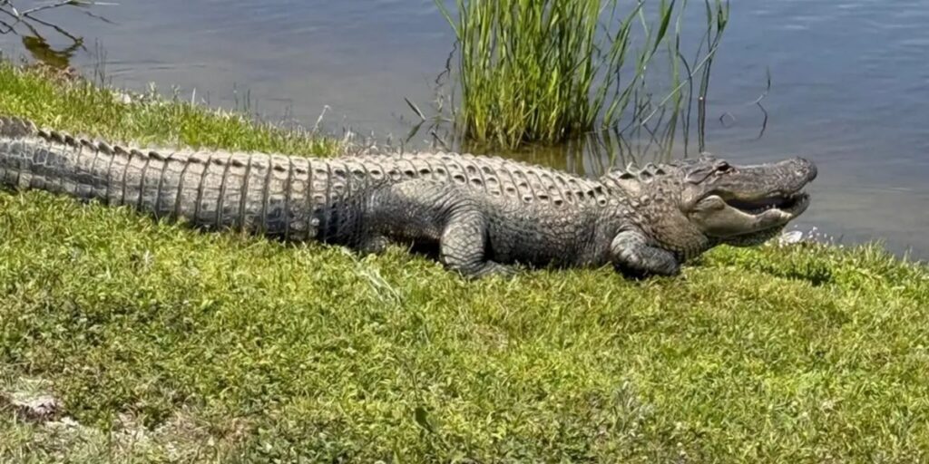 Dog pulled into pond by Alligator miraculously escapes in Wesley Chapel - Family (1)