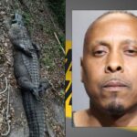 Drug Suspect Charged with Animal Abuse after Alligator, Fighting Dogs discovered in Jacksonville