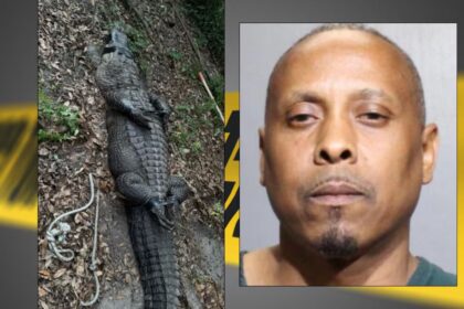 Drug Suspect Charged with Animal Abuse after Alligator, Fighting Dogs discovered in Jacksonville