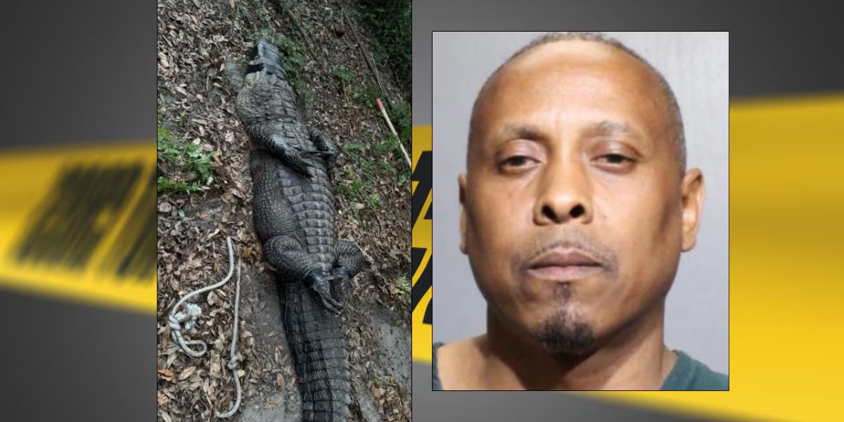 Drug Suspect Charged with Animal Abuse after Alligator, Fighting Dogs discovered in Jacksonville