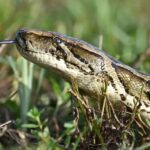 Florida Conservation Group Removes Over 20 Tons of Invasive Burmese Pythons