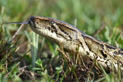 Florida Conservation Group Removes Over 20 Tons of Invasive Burmese Pythons