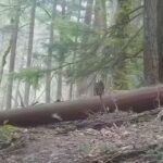 King County Homeowners Illegally Cut 140 Trees for Better Views, Face $7M Suit