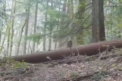 King County Homeowners Illegally Cut 140 Trees for Better Views, Face $7M Suit