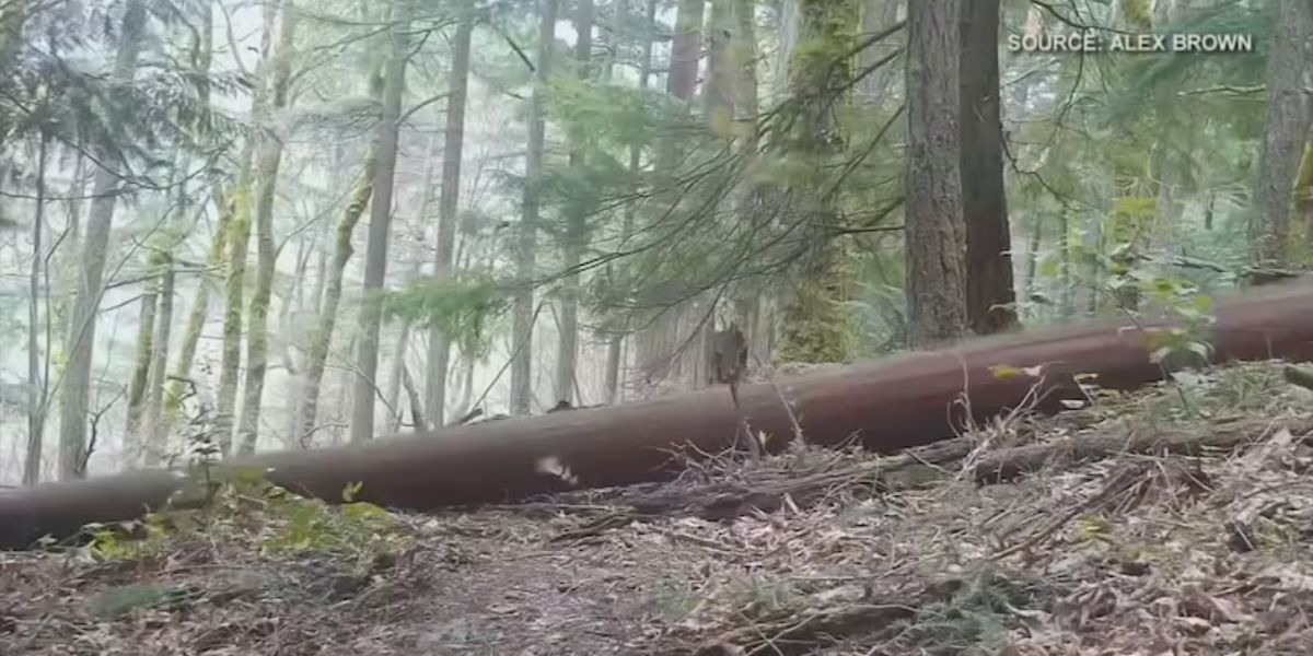 King County Homeowners Illegally Cut 140 Trees for Better Views, Face $7M Suit