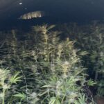 Massive Marijuana operation busted in Yuba County - nearly 7,000 plants seized with 2 Arrests