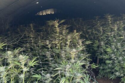 Massive Marijuana operation busted in Yuba County - nearly 7,000 plants seized with 2 Arrests