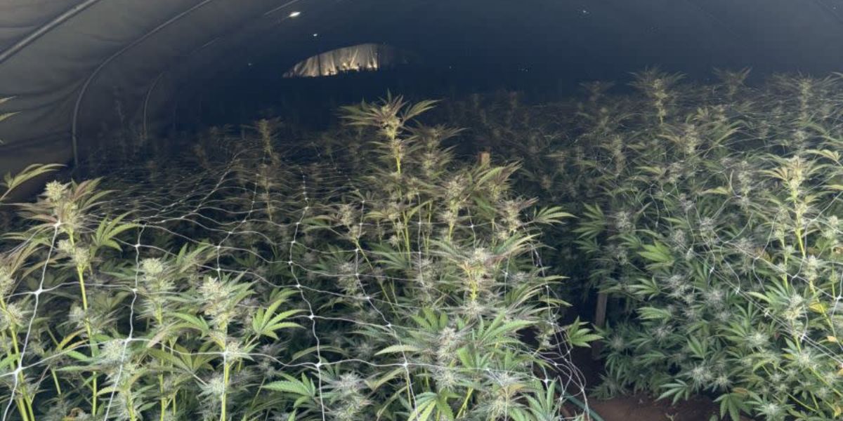 Massive Marijuana operation busted in Yuba County - nearly 7,000 plants seized with 2 Arrests