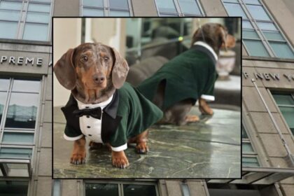 New York Judge says Dog's Family can Sue for Emotional Damages after Fatal Crash