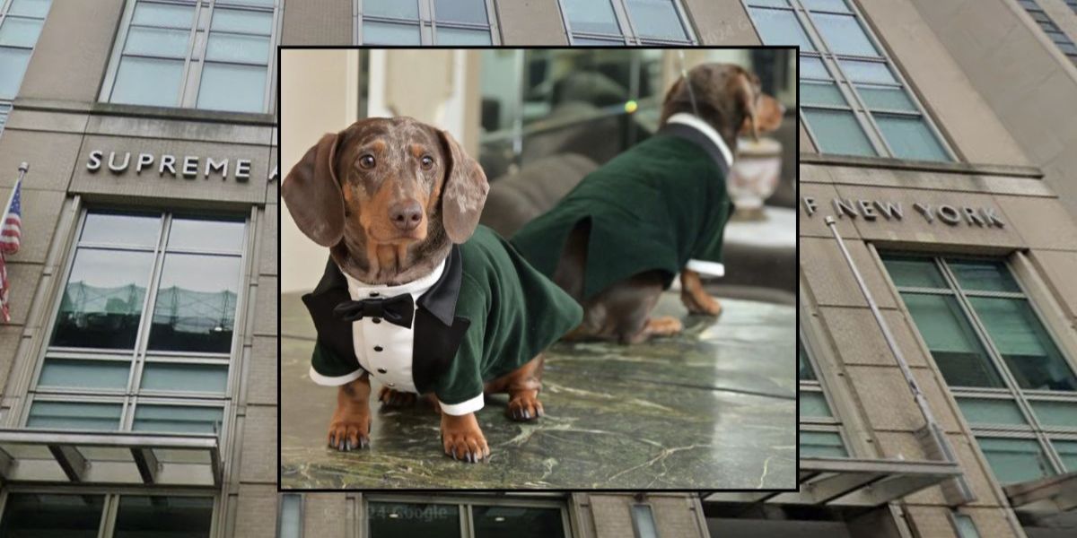 New York Judge says Dog's Family can Sue for Emotional Damages after Fatal Crash