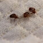 Ohio, Texas, California lead in Bedbug Infestations; Florida cities rank lower on the list