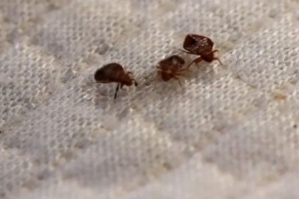 Ohio, Texas, California lead in Bedbug Infestations; Florida cities rank lower on the list