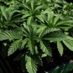 Six Indicted in Chinese-Linked Marijuana Trafficking Operation Spanning Southern U.S.