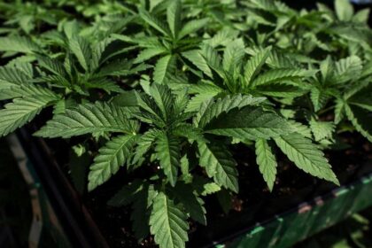 Six Indicted in Chinese-Linked Marijuana Trafficking Operation Spanning Southern U.S.