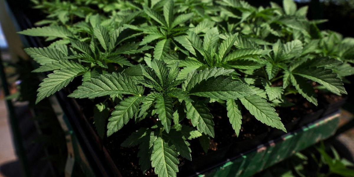 Six Indicted in Chinese-Linked Marijuana Trafficking Operation Spanning Southern U.S.