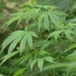 Texas Gov. Abbott Vetoes Bill to Ban THC Consumables, keeping Booming Market alive