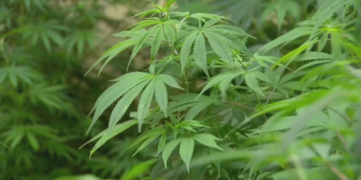 Texas Gov. Abbott Vetoes Bill to Ban THC Consumables, keeping Booming Market alive