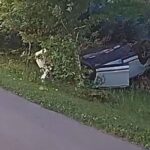 Wisconsin Man with Warrants Arrested after Fleeing Traffic Stop and then Crashing into Tree